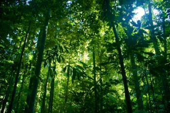 ben_britten_rainforest